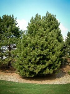 Сосна Чёрная (Pinus Nigra) купить по цене от 270.00р. в интернет-магазине «Посадика» с доставкой почтой в в Починоке и по всей России – [изображение №1].