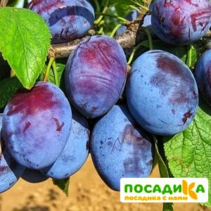 Слива Чачакская ранняя купить по цене от 229.00р. в интернет-магазине «Посадика» с доставкой почтой в в Починоке и по всей России – [изображение №1].