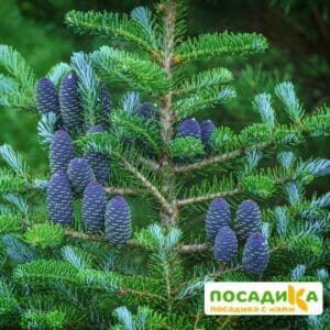 Пихта корейская (Abies koreana) купить по цене от 450.00р. в интернет-магазине «Посадика» с доставкой почтой в в Починоке и по всей России – [изображение №1].