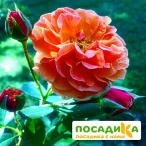 Роза Арабия купить по цене от 350.00р. в интернет-магазине «Посадика» с доставкой почтой в в Починоке и по всей России – [изображение №1].