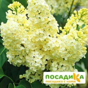 Сирень Примроуз (Primrose) купить по цене от 529.00р. в интернет-магазине «Посадика» с доставкой почтой в в Починоке и по всей России – [изображение №1].