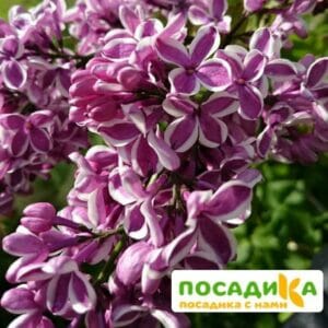 Сирень Сенсация купить по цене от 529.00р. в интернет-магазине «Посадика» с доставкой почтой в в Починоке и по всей России – [изображение №1].