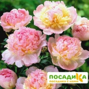 Пион Распберри Сандей (Paeonia Raspberry Sundae) купить по цене от 959р. в интернет-магазине «Посадика» с доставкой почтой в в Починоке и по всей России – [изображение №1].