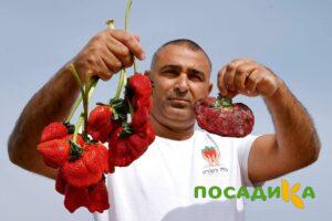 Клубника Гигант Джорнея купить по цене от 266р. в интернет-магазине «Посадика» с доставкой почтой в в Починоке и по всей России – [изображение №1].