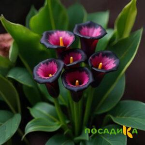 Калла Аура Лейс купить по цене от 400р. в интернет-магазине «Посадика» с доставкой почтой в в Починоке и по всей России – [изображение №1].