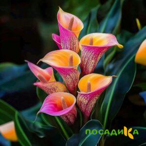 Калла Оникс купить по цене от 450р. в интернет-магазине «Посадика» с доставкой почтой в в Починоке и по всей России – [изображение №1].