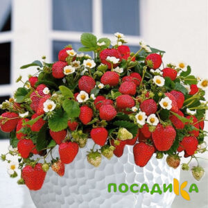 Клубника Рубиновый Шепот (горшечная) купить по цене от 240р. в интернет-магазине «Посадика» с доставкой почтой в в Починоке и по всей России – [изображение №1].