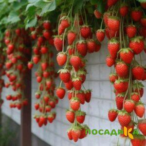 Клубника вьющаяся Комплимент купить по цене от 470р. в интернет-магазине «Посадика» с доставкой почтой в в Починоке и по всей России – [изображение №1].