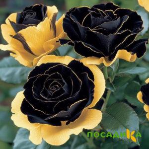 Роза Ханни Сикл купить по цене от 700р. в интернет-магазине «Посадика» с доставкой почтой в в Починоке и по всей России – [изображение №1].