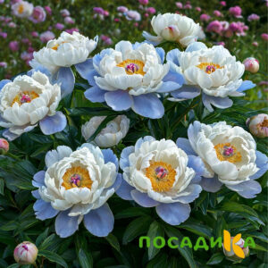 Пион акварельный Этюд купить по цене от 806р. в интернет-магазине «Посадика» с доставкой почтой в в Починоке и по всей России – [изображение №1].