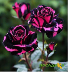 Роза Багровый Шепот купить по цене от 366р. в интернет-магазине «Посадика» с доставкой почтой в в Починоке и по всей России – [изображение №1].