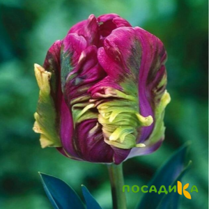 Тюльпан Экзотик Хэвен купить по цене от 186р. в интернет-магазине «Посадика» с доставкой почтой в в Починоке и по всей России – [изображение №1].