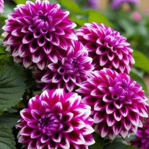 Георгин Кристал Корт купить по цене от 602р. в интернет-магазине «Посадика» с доставкой почтой в в Починоке и по всей России – [изображение №1].