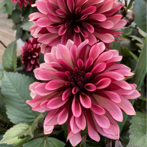 Георгин Перли Сансет купить по цене от 309р. в интернет-магазине «Посадика» с доставкой почтой в в Починоке и по всей России – [изображение №1].