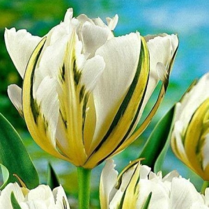 Тюльпан Экзотик Пуруссима купить по цене от 305р. в интернет-магазине «Посадика» с доставкой почтой в в Починоке и по всей России – [изображение №1].