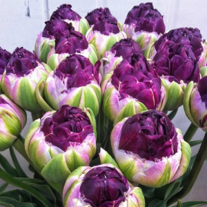 Тюльпан Анаконда купить по цене от 450р. в интернет-магазине «Посадика» с доставкой почтой в в Починоке и по всей России – [изображение №1].